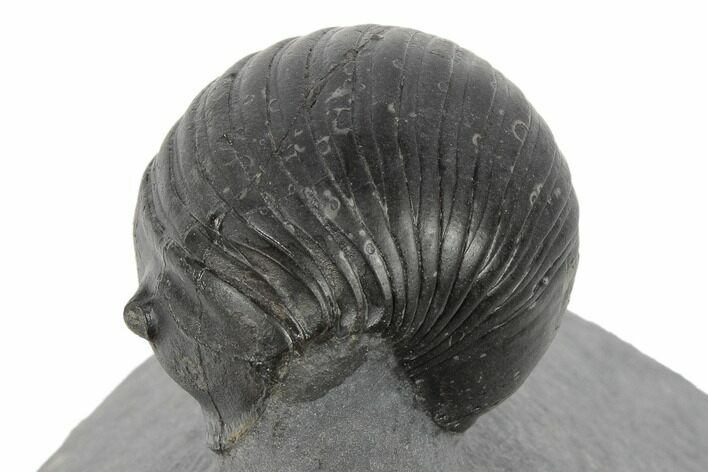 Enrolled Wenndorfia Trilobite - Bou Lachrhal, Morocco #190162